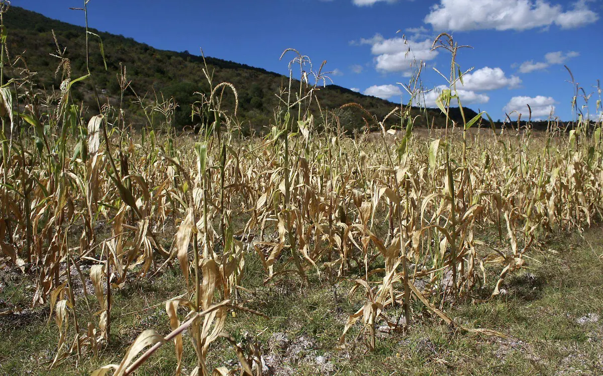 milpa sequía maiz